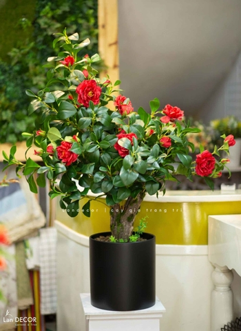Cây Hoa Decor- Cây Hoa Trà Giả Thiết Kế Căn Hộ, Trang Trí Tinh Tế, Màu Sắc Ấm Cúng (80cm)- CC1233