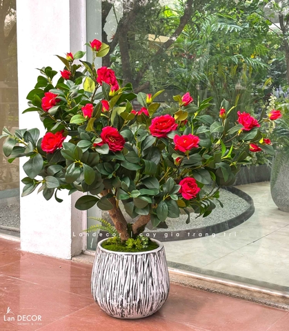 Cây Trà Giả Trang Trí- Cây Hoa Trà Đỏ Thiết Kế Lan Decor, Trang Trí Không Gian Sang Trọng (90cm)- CC1234