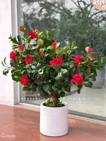 Cây Hoa Decor- Cây Hoa Trà Giả Thiết Kế Căn Hộ, Trang Trí Tinh Tế, Màu Sắc Ấm Cúng (80cm)- CC1233