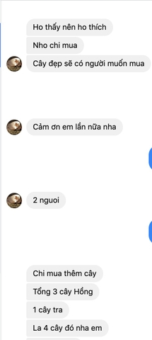 cây hoa hồng