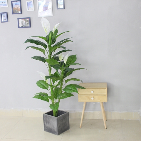 chậu cây lan ý