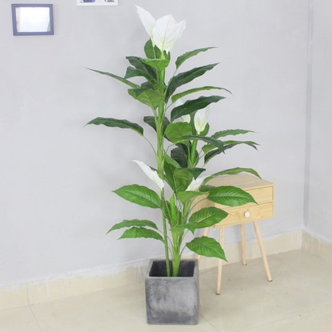 chậu cây lan ý