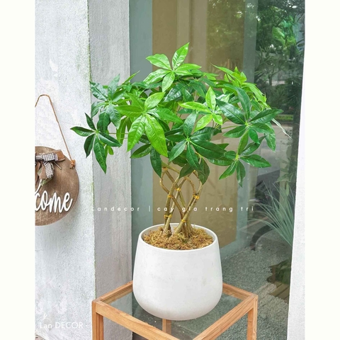 Cây Giả - Chậu Cây Kim Ngân Dáng Bonsai Decor Độc Đáo (55cm)- LC3764
