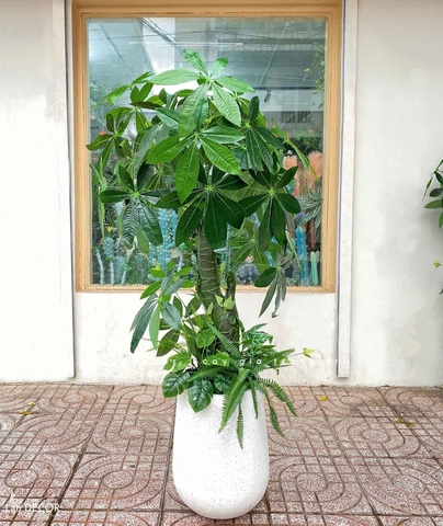 CÂY KIM NGÂN (135cm) - LC1988