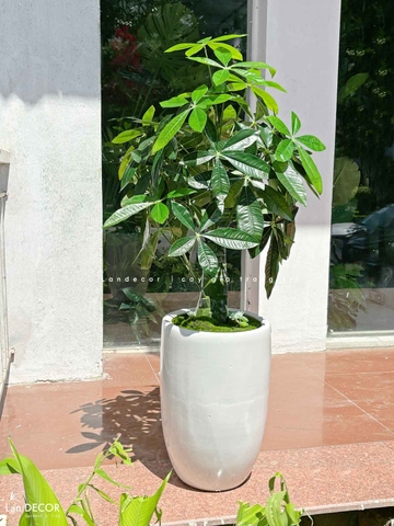 Cây Kim Ngân trang trí không gian hiện đại (85cm) - LC1989