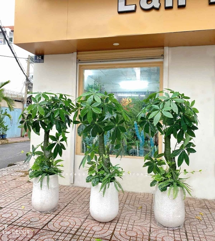 CÂY KIM NGÂN (135cm) - LC1988