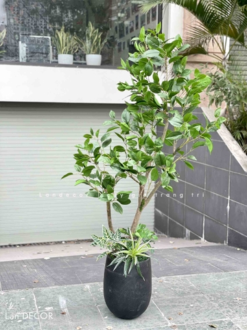 CÂY LÁ MỘC TRANG TRÍ KHÔNG GIAN XANH- CC811