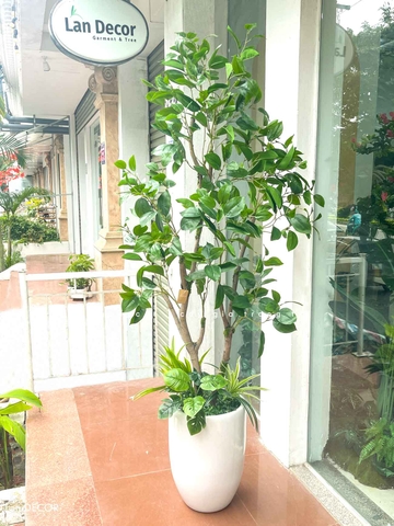 CHẬU CÂY LÁ MỘC TRANG TRÍ BAN CÔNG XANH MÁT- CC812