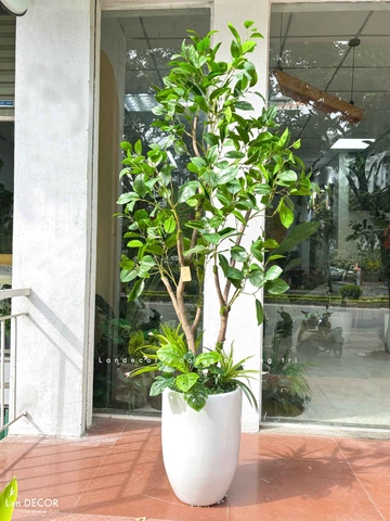 CHẬU CÂY LÁ MỘC TRANG TRÍ BAN CÔNG XANH MÁT- CC812