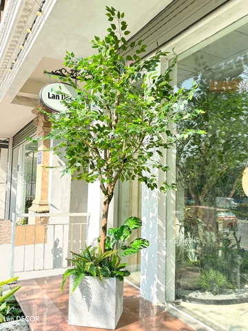 Cây Giả Trưng Bày- Cây Lá Xanh Thiết Kế Tiểu Cảnh Giếng Trời (260cm) - CC1105
