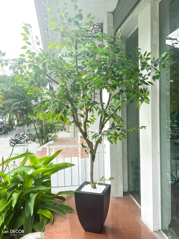 Cây Giả Trưng Bày- Cây Lá Xanh Thiết Kế Tiểu Cảnh Giếng Trời (260cm) - CC1105
