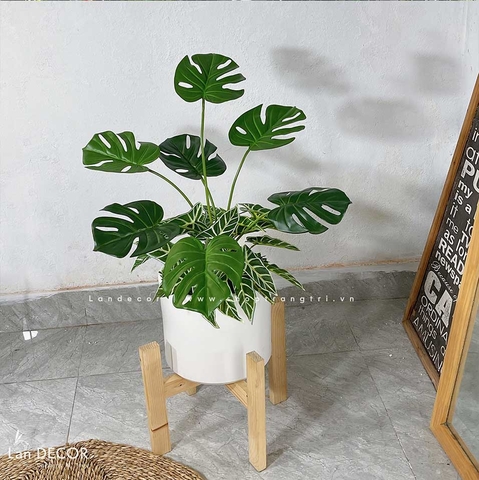 CHẬU CÂY MONSTERA DECOR NHÀ XINH- CC721