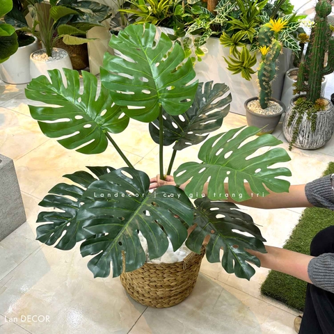 Cây Monstera trang trí nhà đẹp Landecor (85cm) - LC3057