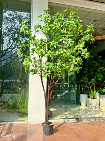 Cây Size Lớn Thiết Kế- Cây Linh Sơn Giả Trưng Bày Không Gian Xanh (200cm)- CC1251