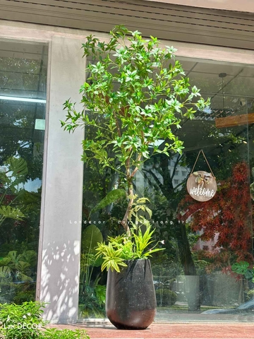 Cây Size Lớn Thiết Kế- Cây Asebi Giả Thiết Kế Sảnh Lớn, Trưng Bày Không Gian Ấn Tượng (200cm)-CC1188
