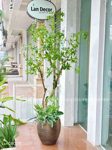 Cây Linh Sơn Trang Trí Không Gian Xanh Mát (180cm)- CC1039