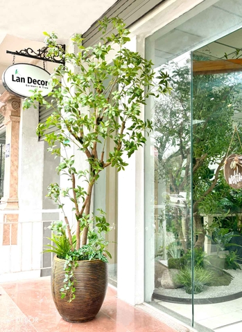 Cây Size Lớn Thiết Kế- Cây Linh Sơn Giả Thiết Kế Tiểu Cảnh Cửa Hiệu, Quán Cafe Tạo Không Gian Xanh (240cm)- CC1252