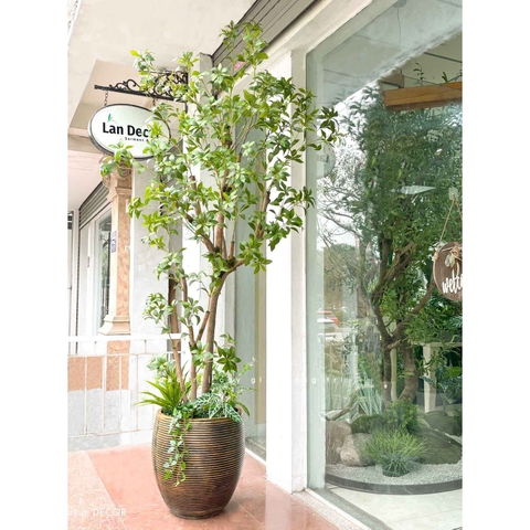 Cây Size Lớn Thiết Kế- Cây Linh Sơn Giả Thiết Kế Tiểu Cảnh Cửa Hiệu, Quán Cafe Tạo Không Gian Xanh (240cm)- CC1252