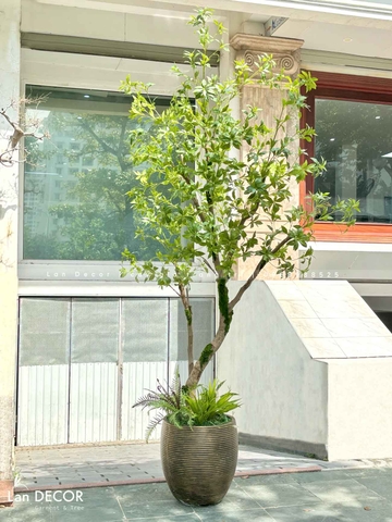 Cây Linh Sơn Thiết Kế Tiểu Cảnh Giếng Trời (3m)- CC995-1