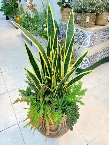 Cây Giả Decor- Chậu Cây Lưỡi Hổ Giả Decor Nhà Cửa, Nội Thất Phòng Khách (110cm)- CC1187
