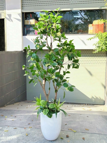 CHẬU CÂY LÁ MỘC TRANG TRÍ BAN CÔNG XANH MÁT- CC812