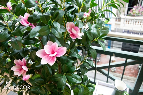Chậu hoa mộc lan trang trí nội thất hiện đại Lan Decor (1,6m) - CC243-2