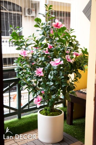 Chậu hoa mộc lan trang trí không gian hiện đại sang trọng (1,5m) - CG008