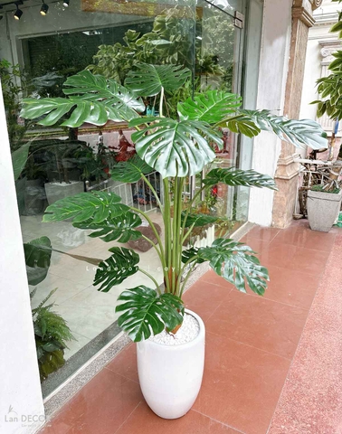 Cây Monstera trang trí nhà đẹp Landecor (150cm) - LC3058