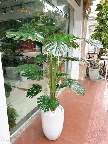 Cây Monstera trang trí nhà đẹp Landecor (150cm) - LC3058