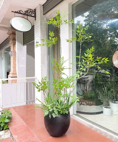 Nam Thiên Trúc Giả- Cây Nam Thiên Trúc Giả Decor Căn Hộ Hiện Đại (190cm)- LC3047-5