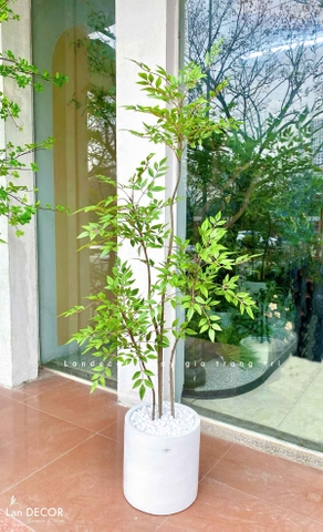 Nam Thiên Trúc Decor- Cây Nam Thiên Trúc Giả Trang Trí Nhà Đẹp (150cm)- LC3047-4 thân
