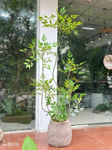 Nam Thiên Trúc Decor- Cây Nam Thiên Trúc Giả Trang Trí Nhà Đẹp (150cm)- LC3047-4 thân
