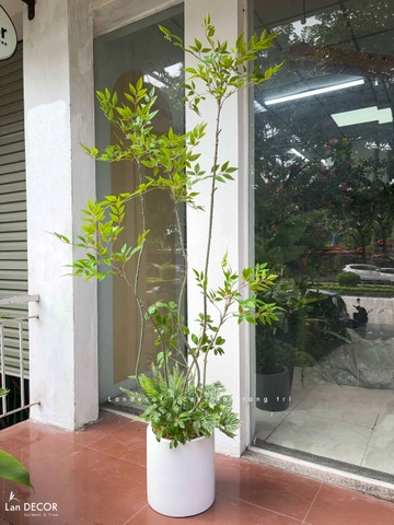 Nam Thiên Trúc Giả- Cây Nam Thiên Trúc Giả Decor Căn Hộ Hiện Đại (190cm)- LC3047-5