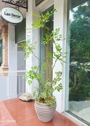 Nam Thiên Trúc Giả- Cây Nam Thiên Trúc Giả Decor Căn Hộ Hiện Đại (190cm)- LC3047-5
