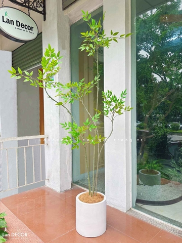 Nam Thiên Trúc Giả- Cây Nam Thiên Trúc Giả Decor Căn Hộ Hiện Đại (190cm)- LC3047-5