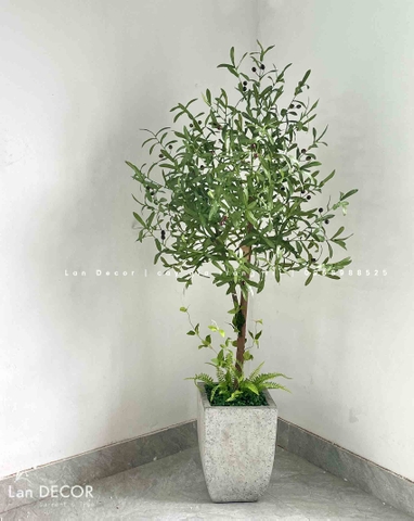 CÂY OLIU TRANG TRÍ NỘI THẤT (160cm) -CC890