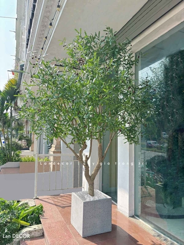 Cây Oliu Giả Thiết Kế - Cây Olive Giả Thiết Kế Giếng Trời, Sảnh Khách Sạn Phong Cách Bắc Âu (250cm)- CC1273