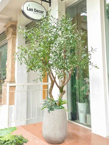 Cây Oliu trang trí nội thất LanDecor (200cm) - CC615-1
