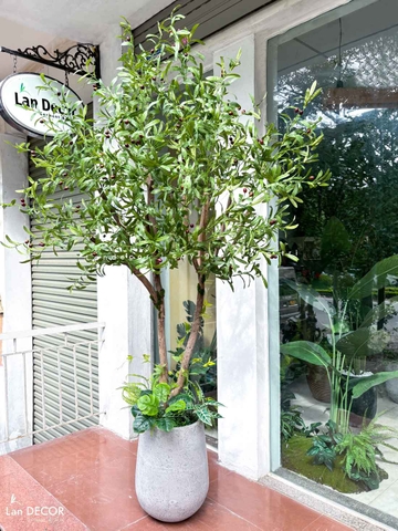 Cây Olive Giả - Cây Olive Thiết Kế Trưng Bày Cửa Hàng, Không Gian Hiện Đại (200cm)- CC1214