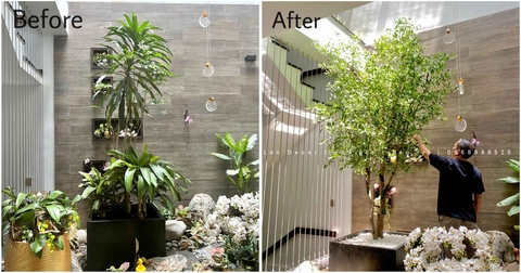 Thân cây giả trang trí- Thân cây oliu thiết kế tiểu cảnh giếng trời