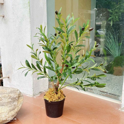 Cây Giả- Cây Olive Giả Để Bàn Trang Trí Văn Phòng Xanh (70cm)- CC1304