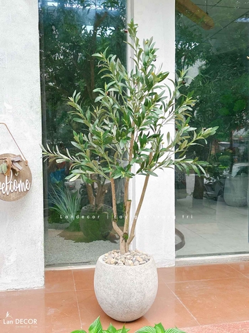 Cây Giả- Cây Olive Giả Decor Văn Phòng, Thiết Kế Tiểu Cảnh Hiện Đại (140cm)- CC1292