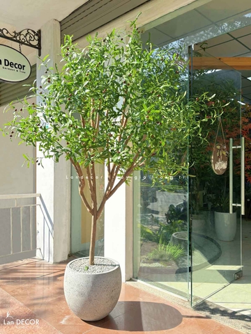 Cây Oliu Giả Thiết Kế - Cây Olive Giả Trang Trí Căn Hộ, Studio Hiện Đại, Tinh Tế (210cm)- CC1225