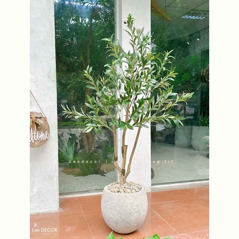 Cây Giả- Cây Olive Giả Decor Văn Phòng, Thiết Kế Tiểu Cảnh Hiện Đại (140cm)- CC1292