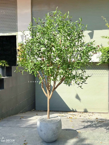 Cây Oliu Giả Thiết Kế - Cây Olive Giả Trang Trí Căn Hộ, Studio Hiện Đại, Tinh Tế (210cm)- CC1225