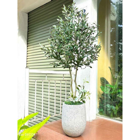 Cây Olive Giả- Chậu Cây Olive Giả Trang Trí Tiểu Cảnh Đẹp Mắt (160cm)- CC1208