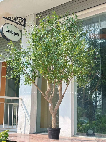 Cây Oliu Giả Thiết Kế - Cây Olive Giả Thiết Kế Giếng Trời, Sảnh Khách Sạn Phong Cách Bắc Âu (250cm)- CC1273