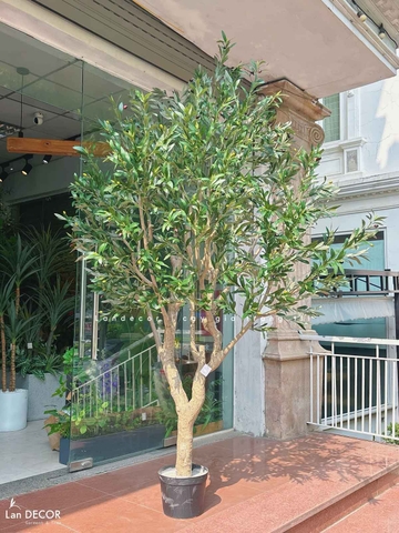 Cây Giả Trưng Bày - Cây Olive Giả Thiết Kế Khu Vực Trưng Bày, Decor Không Gian Hiện Đại (230cm)- CC1277
