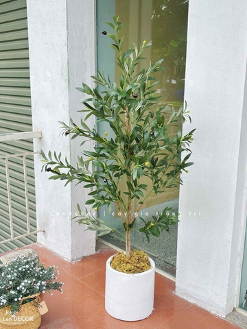Cây Xanh Giả- Cây Olive Giả Decor Không Gian Tối Giản (150cm)- CC1288