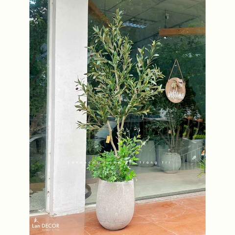 Cây Giả Trang Trí- Cây Olive Giả Trang Trí Phòng Khách Xanh (160cm)- CC1298